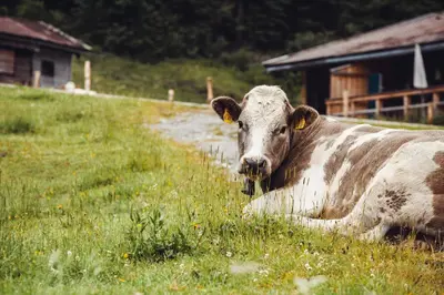 Tiere im Ferienhaus oder in der Nähe