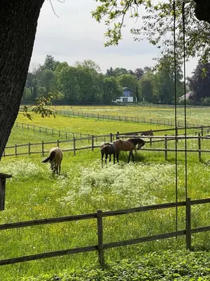 Tiere im Privatzimmer oder in der Nähe