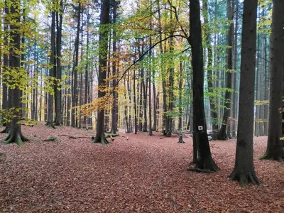 Naturlandschaft in der Nähe der Ferienwohnung