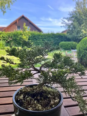 Ein Garten an der Unterkunft Zimmer zum Wohlfühlen
