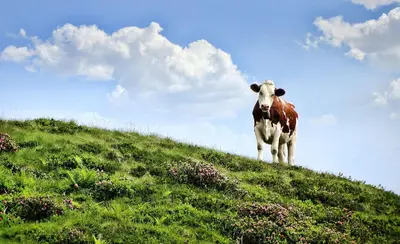 Tiere im Ferienhaus oder in der Nähe