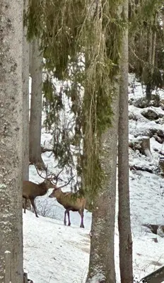 AlpenOase Schliersee - große Suite mit Sauna oder gemütliche Studio Appartements im Winter