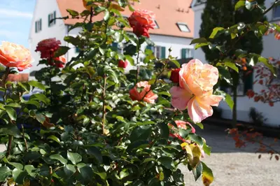 Ein Garten an der Unterkunft Hotel Gasthaus Wangerhof