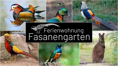 Tiere in der Ferienwohnung oder in der Nähe