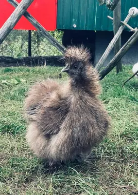 Tiere in der Ferienwohnung oder in der Nähe