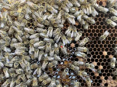 Tiere in der Ferienwohnung oder in der Nähe
