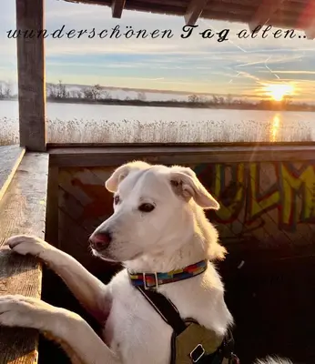 Haustiere von Gästen der Unterkunft Privatzimmer Hanna
