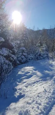 Zur urigen Kiefer im Winter
