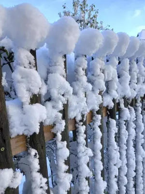 Zur urigen Kiefer im Winter