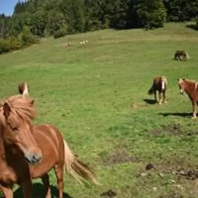 Tiere in der Ferienwohnung oder in der Nähe