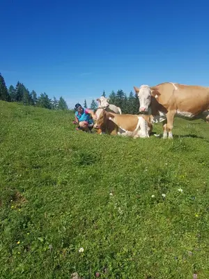 Tiere in diesem Bauernhof oder in der Nähe