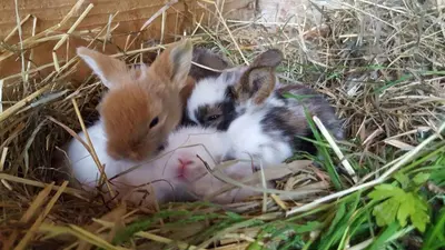 Tiere in diesem Bauernhof oder in der Nähe