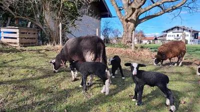 Tiere in diesem Bauernhof oder in der Nähe