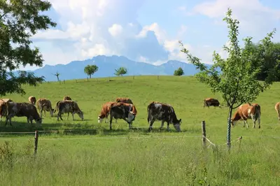 Tiere in der Ferienwohnung oder in der Nähe