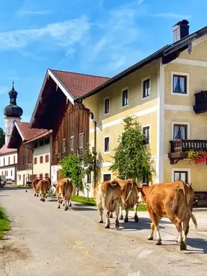 Tiere in der Ferienwohnung oder in der Nähe