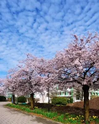 Ein Garten an der Unterkunft Ferienwohnung Ott