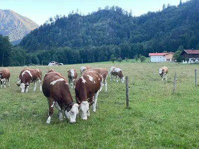 Tiere in der Ferienwohnung oder in der Nähe