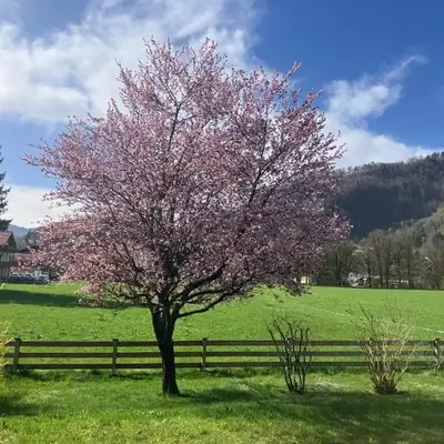 Open Garden Mountain Lodge