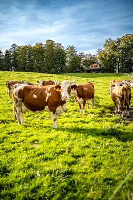 Tiere im Ferienhaus oder in der Nähe