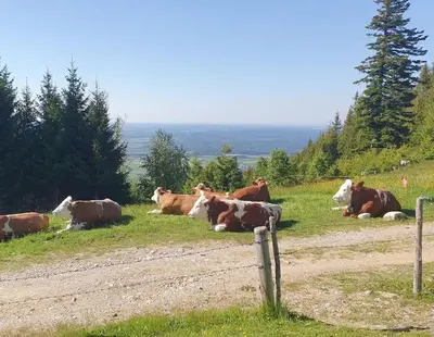 Tiere in der Ferienwohnung oder in der Nähe
