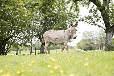 Tiere in der Ferienwohnung oder in der Nähe