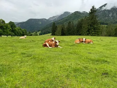 Tiere im Ferienhaus oder in der Nähe