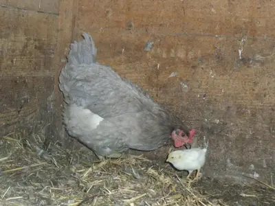 Tiere in der Ferienwohnung oder in der Nähe