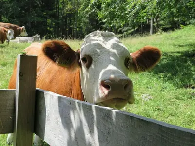 Tiere im Ferienhaus oder in der Nähe