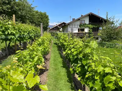 Ein Garten an der Unterkunft Apartment Am Weinberg