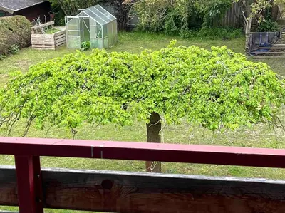 Ein Garten an der Unterkunft Ferienwohnung Saumpfad 25 Min ins Legoland