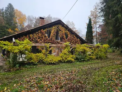 Ein Garten an der Unterkunft Traumhaus im Wald