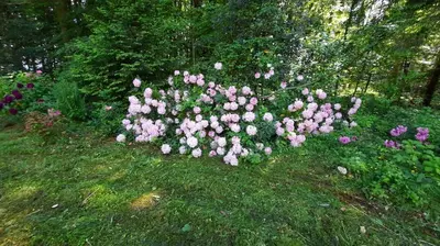 Ein Garten an der Unterkunft Traumhaus im Wald