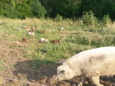 Tiere im Ferienhaus oder in der Nähe