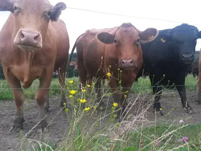 Tiere im Ferienhaus oder in der Nähe