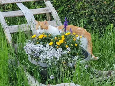 Ein Garten an der Unterkunft Michlhof