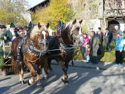 Tiere im Ferienhaus oder in der Nähe