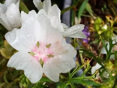 Ein Garten an der Unterkunft Ferienwohnung am Walnussbaum