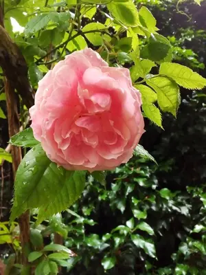 Ein Garten an der Unterkunft Ferienwohnung am Walnussbaum