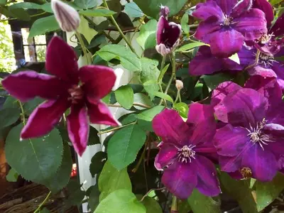 Ein Garten an der Unterkunft Ferienwohnung am Walnussbaum
