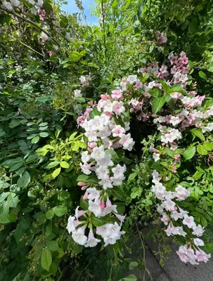Ein Garten an der Unterkunft Palmen Apartment direkt in Bad Aibling