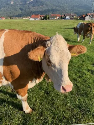Tiere in der Ferienwohnung oder in der Nähe
