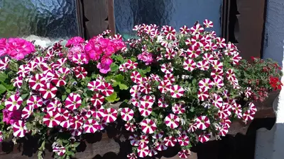 Ein Garten an der Unterkunft Gästehaus Bergfrieden, Ferienwohnung Andrea
