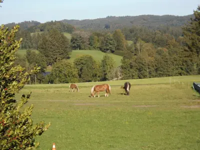 Tiere in der Ferienwohnung oder in der Nähe