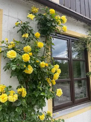 Ein Garten an der Unterkunft Gästehaus Altes Fährhaus