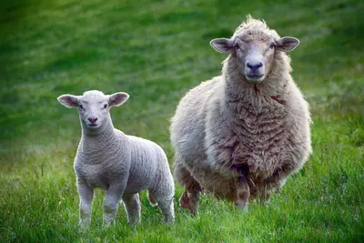 Tiere in der Ferienwohnung oder in der Nähe