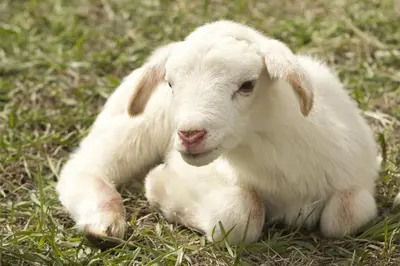 Tiere in der Ferienwohnung oder in der Nähe