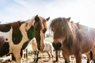 Tiere in der Ferienwohnung oder in der Nähe