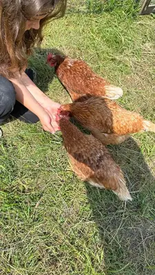 Tiere in der Ferienwohnung oder in der Nähe
