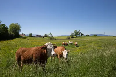 Tiere in der Ferienwohnung oder in der Nähe