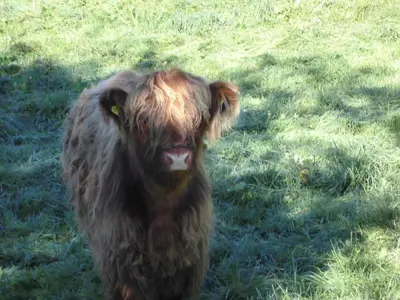 Tiere in der Ferienwohnung oder in der Nähe